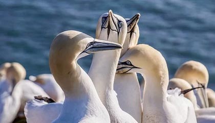 开云体育中国官网-英格兰守门员扑点建奇功，英格兰守门员2021